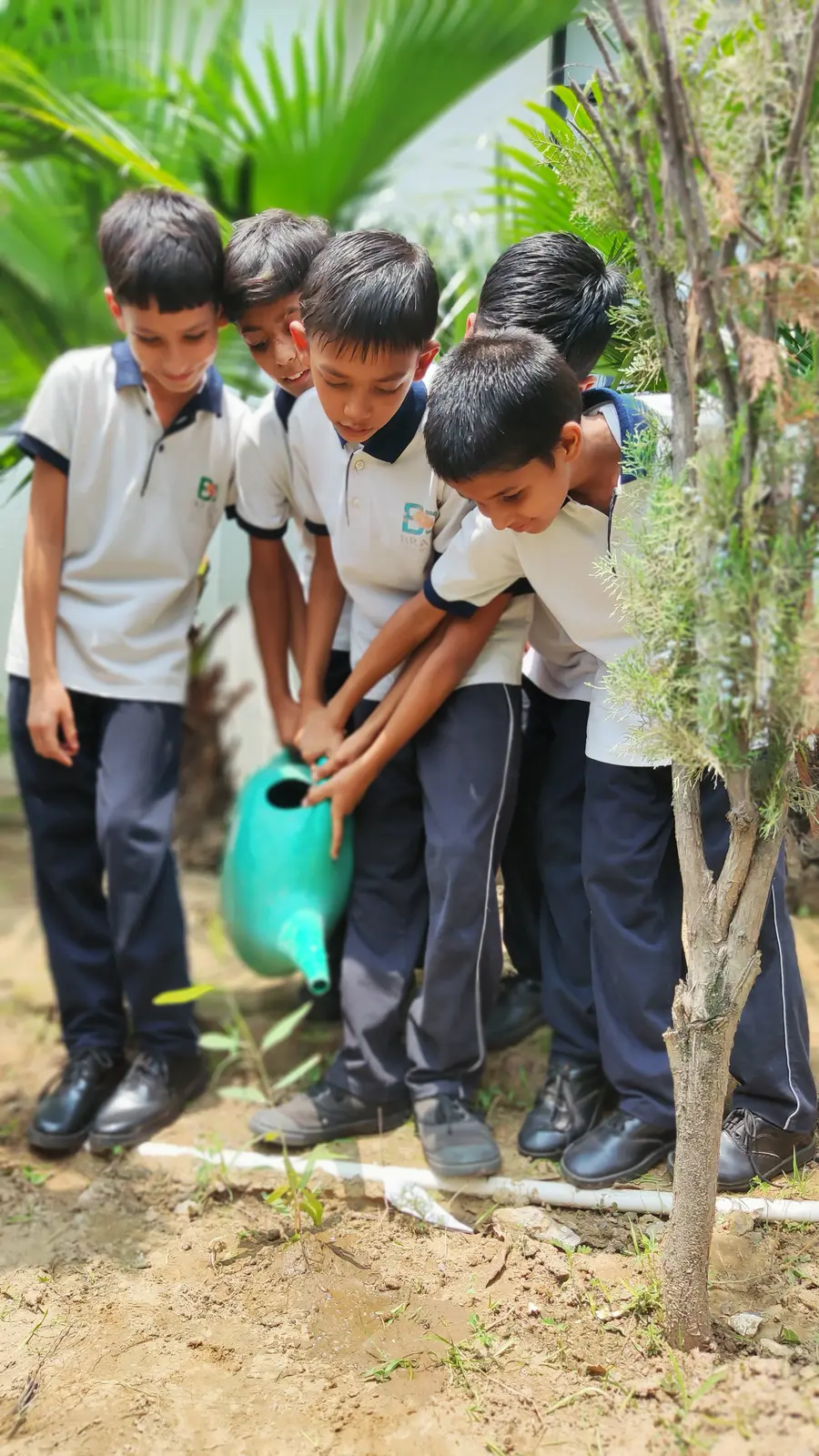 Five boys holding a watering can together over a freshly planted sapling